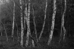 SWSFB_2023-12-of-12